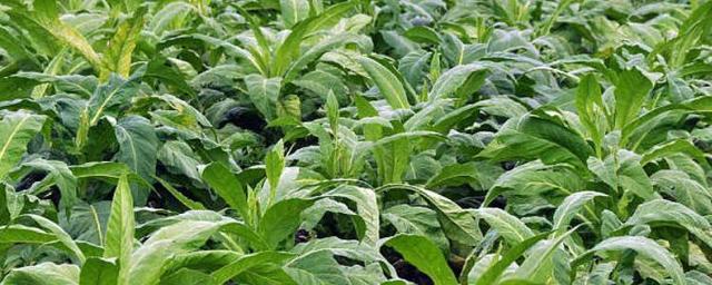作为一种经济效益比较高的种植物,烟草种植一般都是规模化进行的,想要