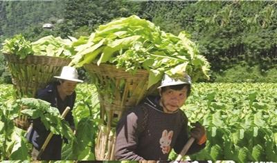 水城县米箩镇铜厂村种植烤烟助力群众脱贫致富